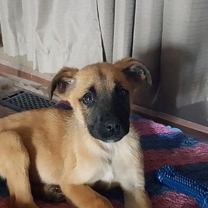 Meet your Posher, Al